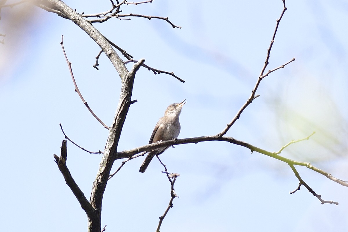 Northern House Wren (Northern) - ML634133291