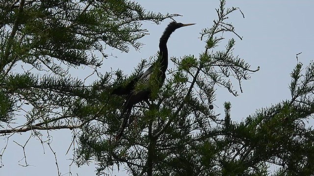 Anhinga - ML634133303