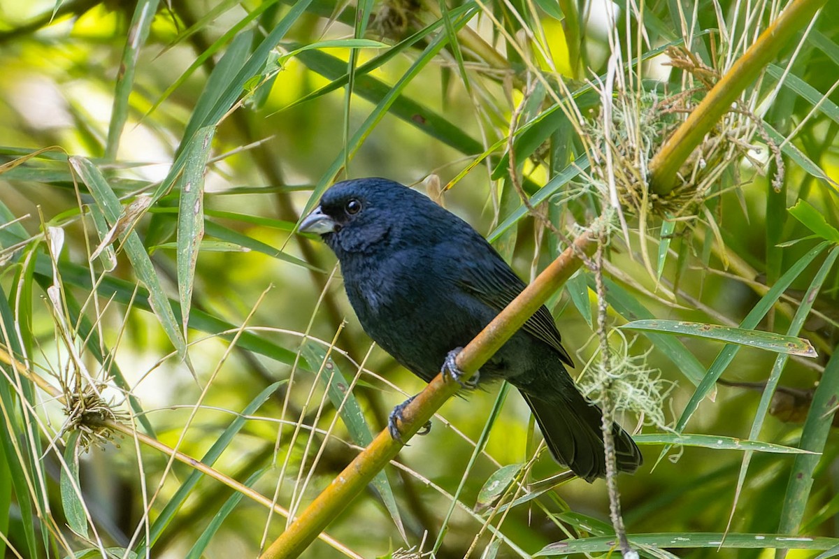 Blue Seedeater - ML634133344