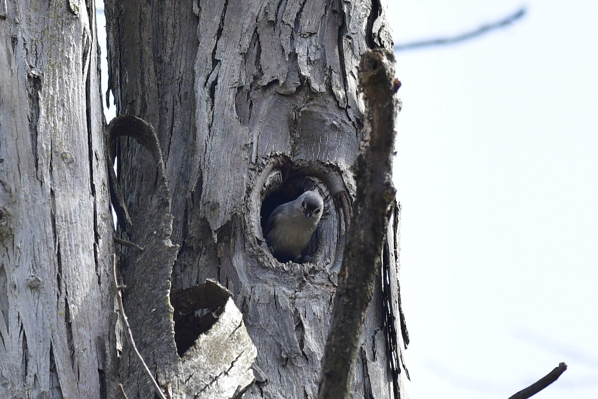 Tufted Titmouse - ML634133377