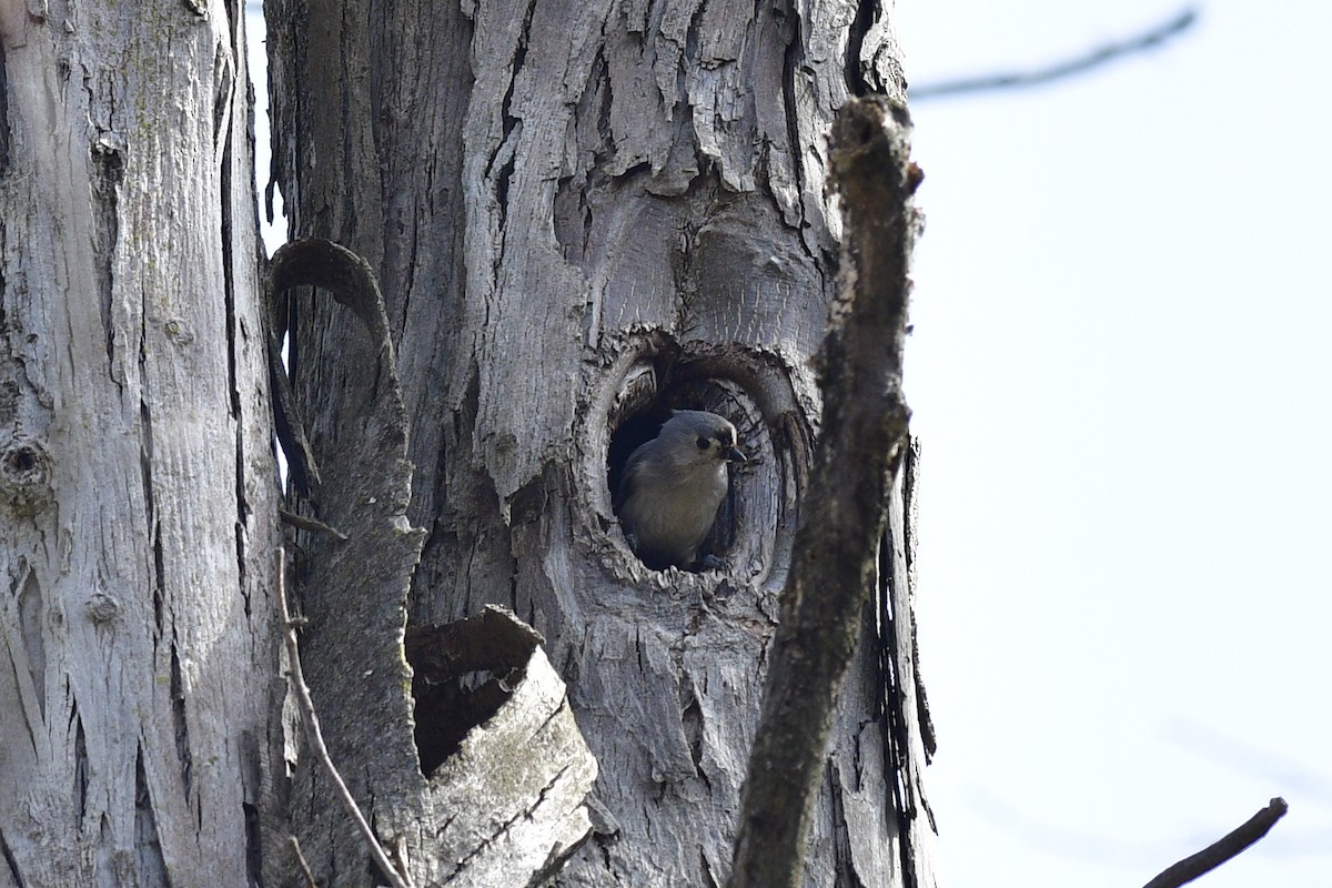 Tufted Titmouse - ML634133378