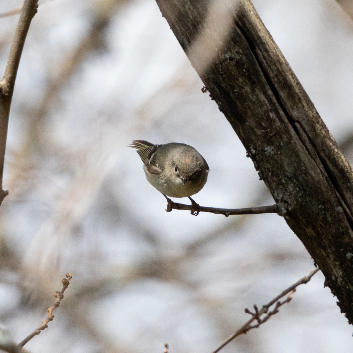 ルビーキクイタダキ - ML634133537