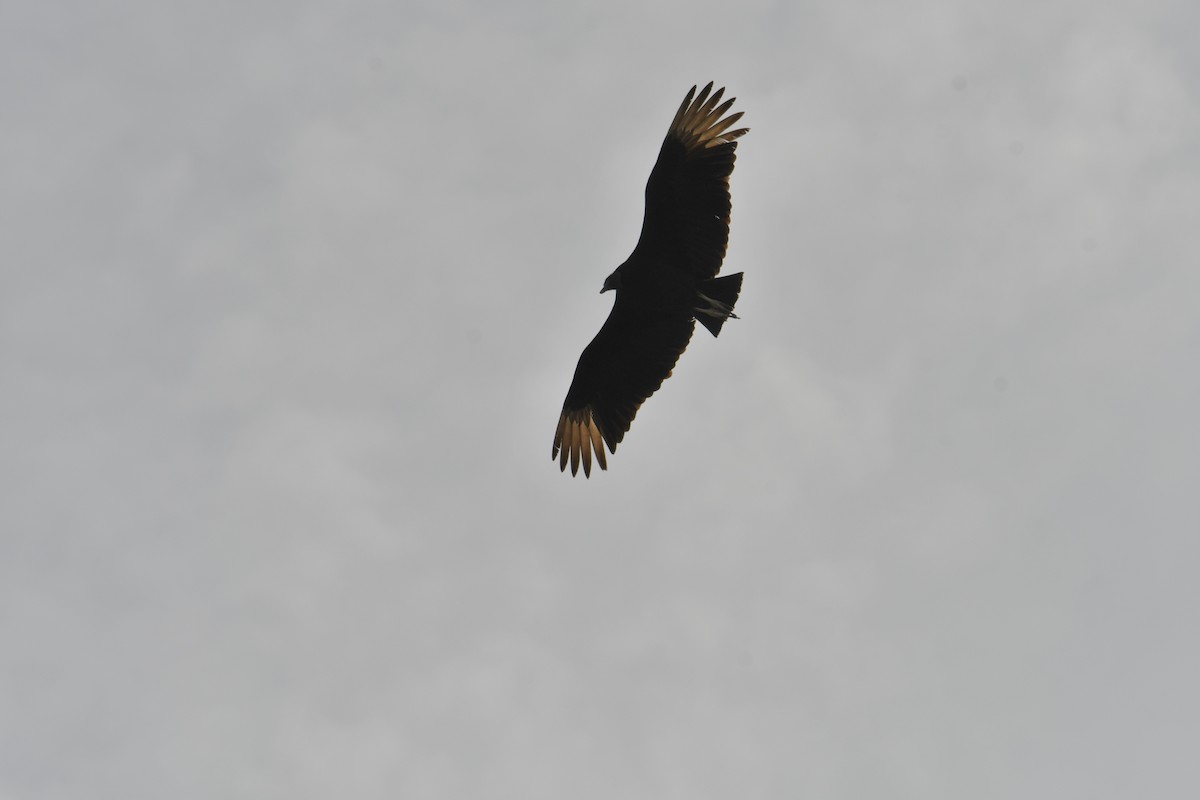 Black Vulture - ML634133540