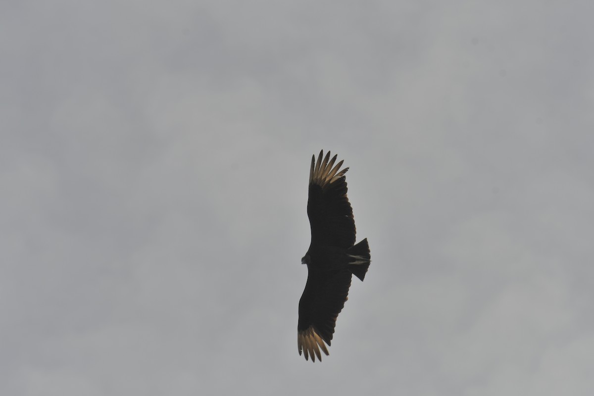 Black Vulture - ML634133542