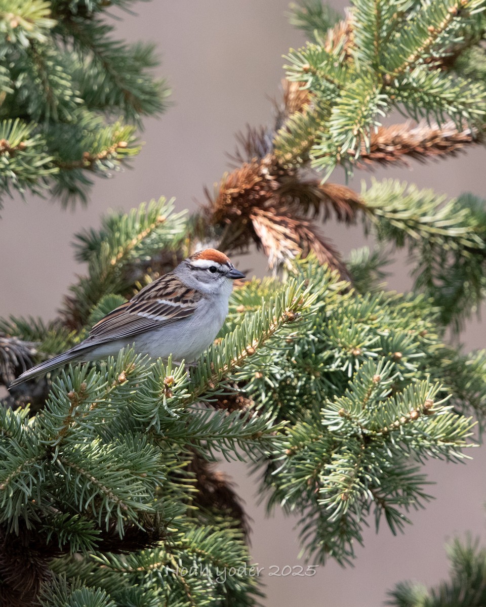 チャガシラヒメドリ - ML634133590