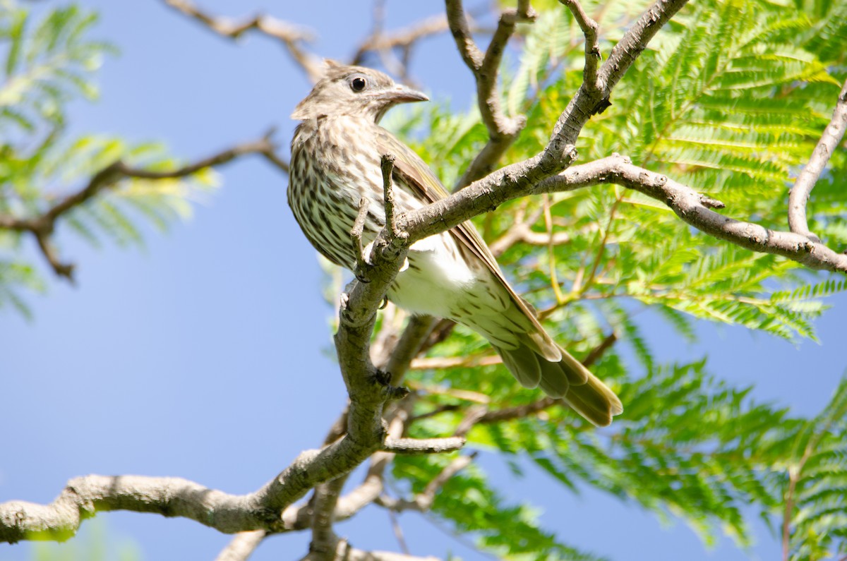 Australasian Figbird - ML634133641