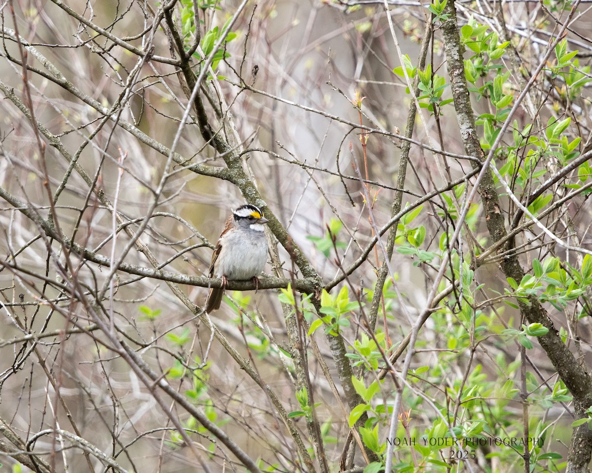 ノドジロシトド - ML634133651