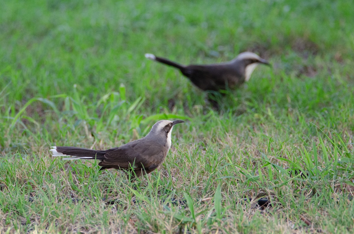 Gray-crowned Babbler - ML634133762