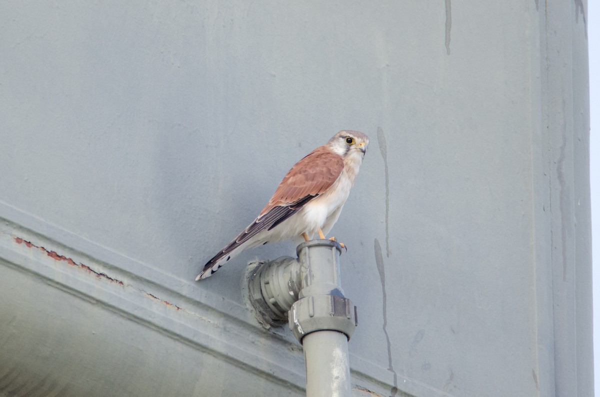 Nankeen Kestrel - ML634133767