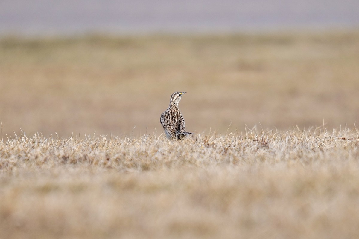 Western Meadowlark - ML634133855