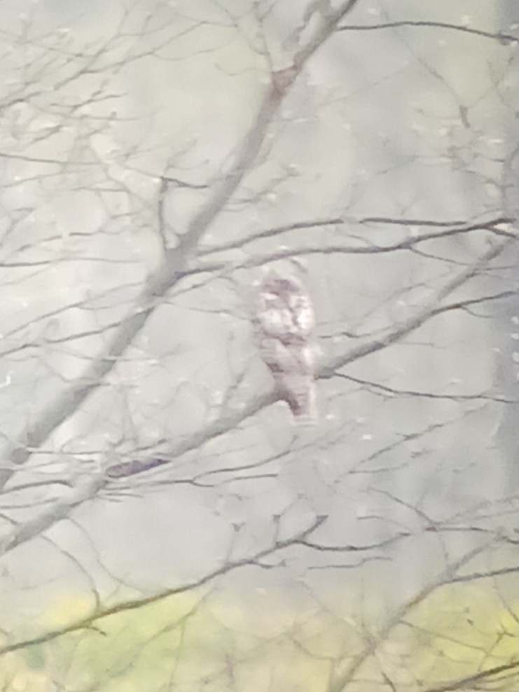 Red-tailed Hawk (Krider's) - ML634133924