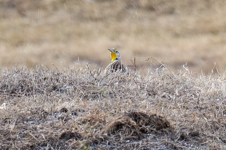 Western Meadowlark - ML634133970