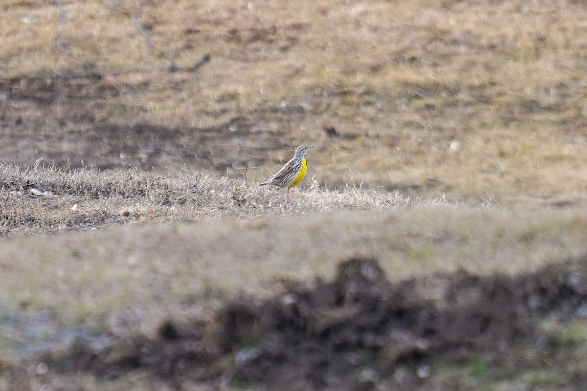 Western Meadowlark - ML634133971