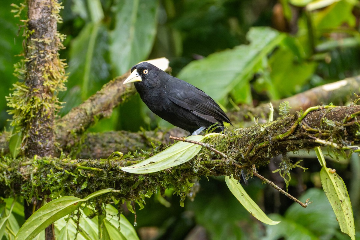 Yellow-billed Cacique - ML634134004