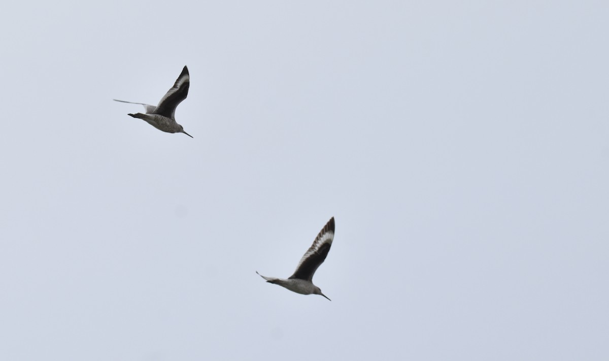 Willet - ML634134039