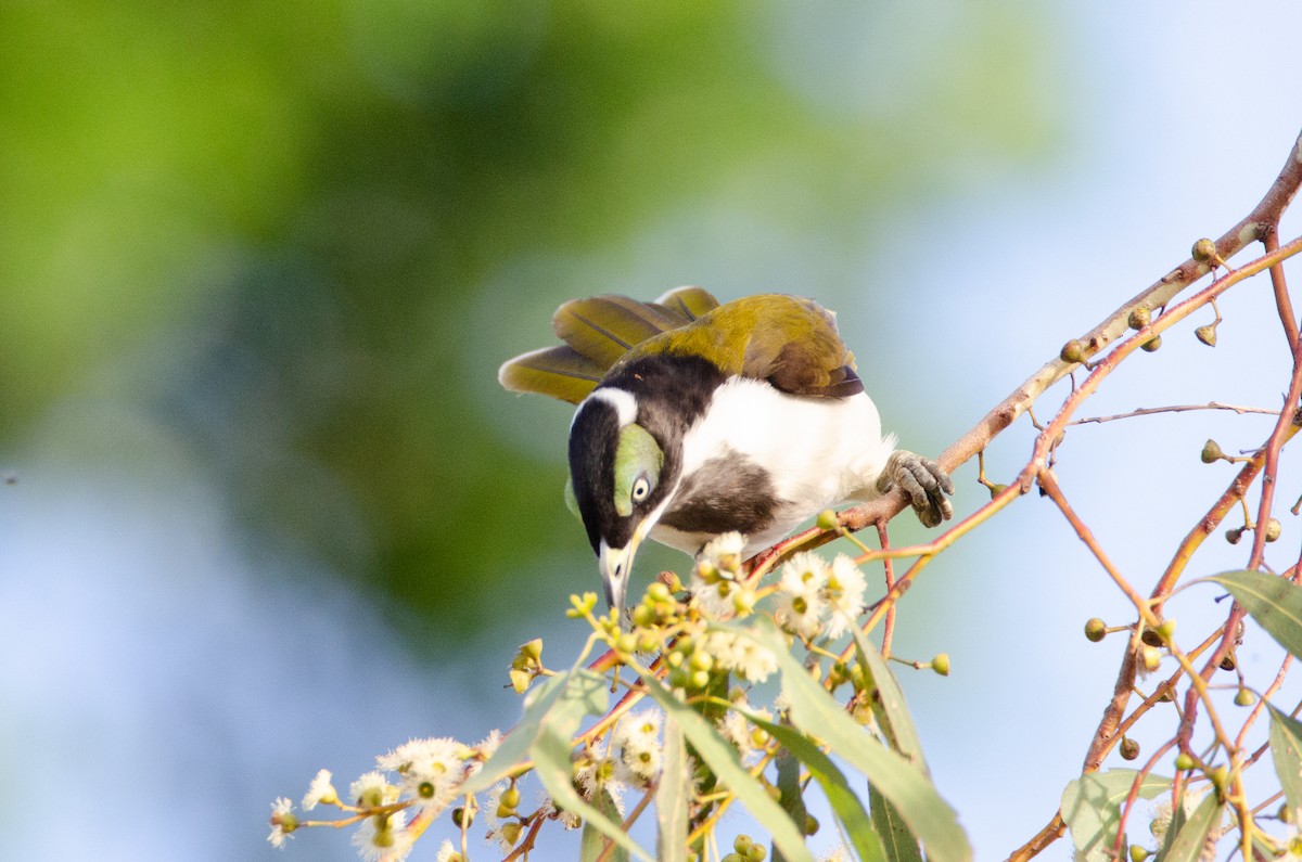 Blue-faced Honeyeater - ML634134120