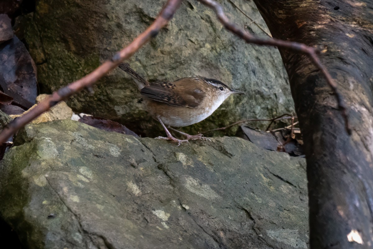 Marsh Wren - ML634134173