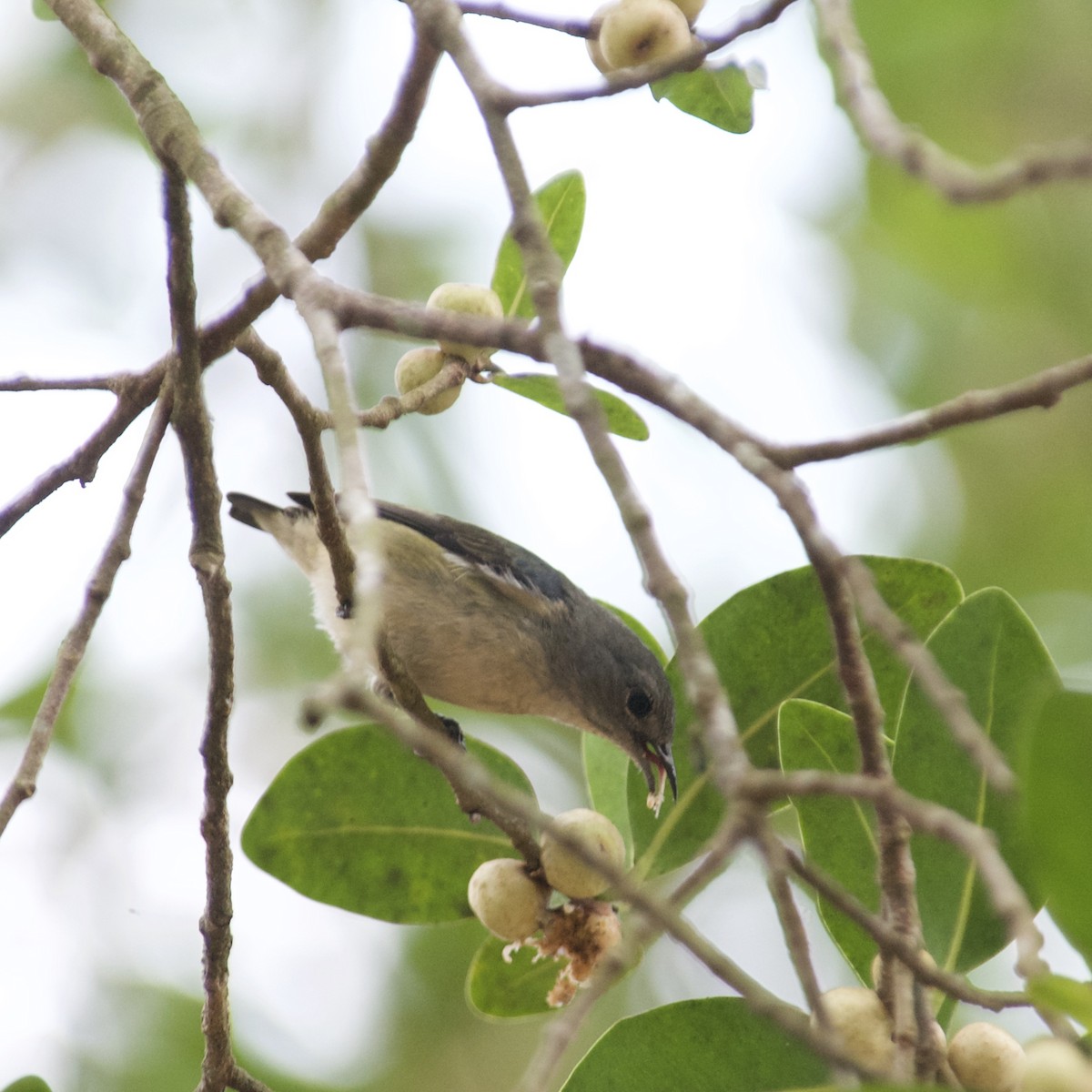 Cambodian Flowerpecker - ML634134246