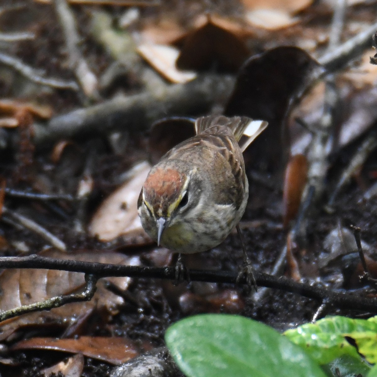 Palm Warbler - ML634134290