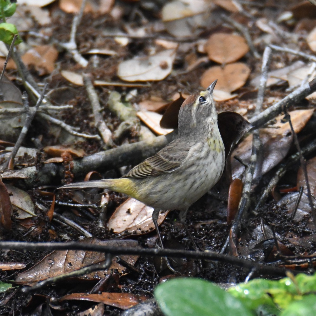 Palm Warbler - ML634134291