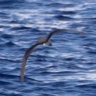 buřňák Cookův - ML634134469