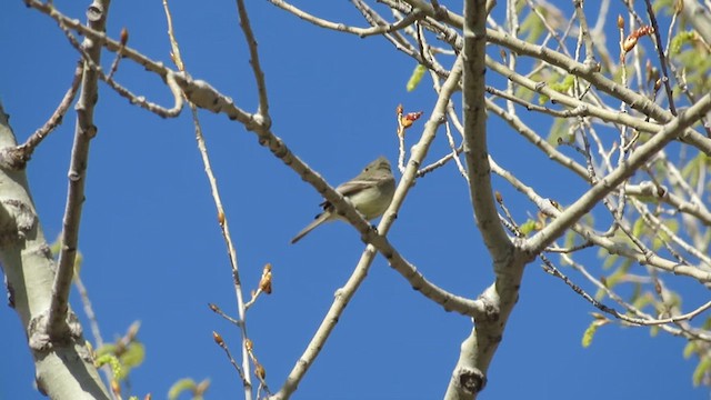 Gray Flycatcher - ML634134475