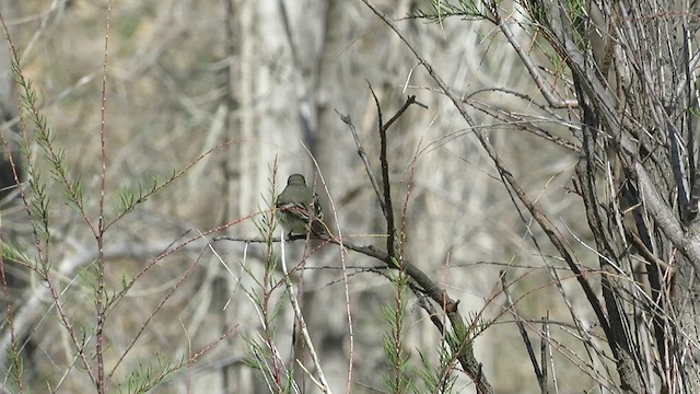 Gray Flycatcher - ML634134476