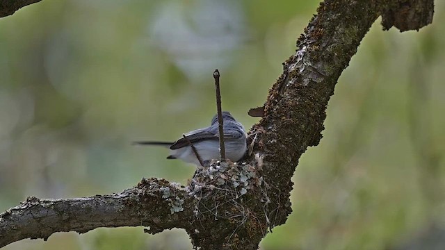 Blue-gray Gnatcatcher - ML634134564