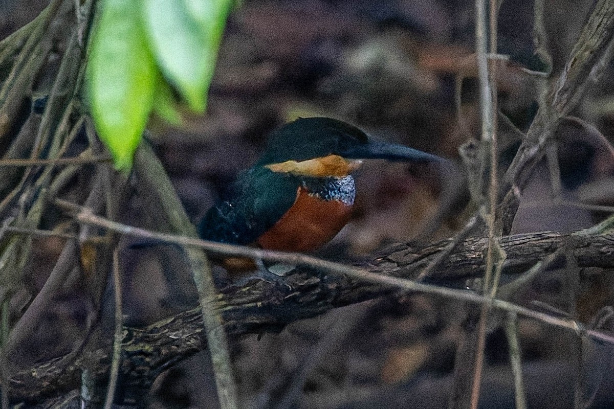 Green-and-rufous Kingfisher - ML634134860