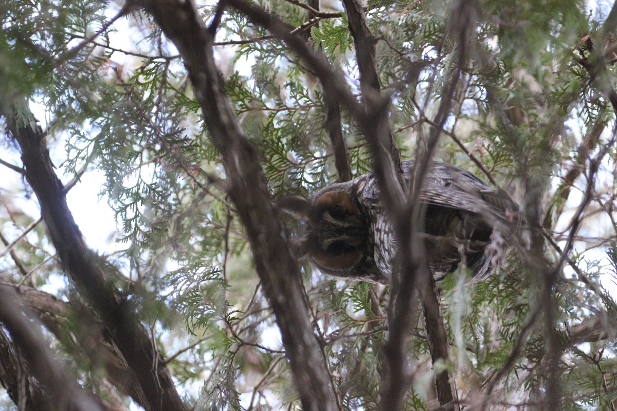 Long-eared Owl (American) - ML634134890