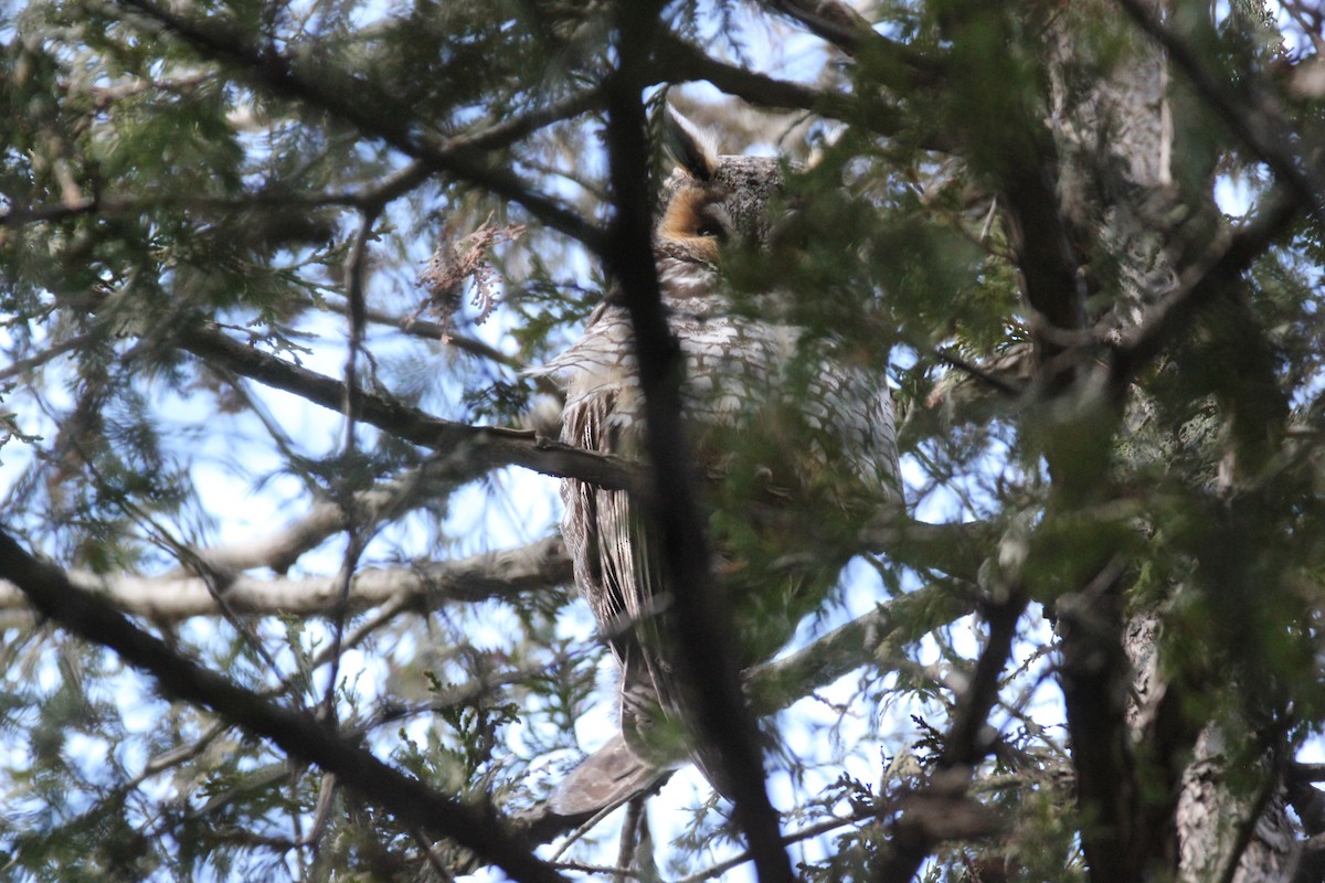 Long-eared Owl (American) - ML634134891