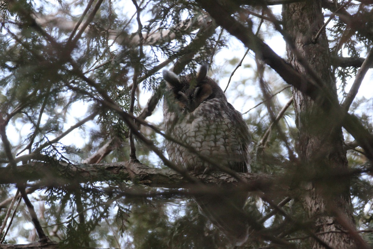Long-eared Owl (American) - ML634134892