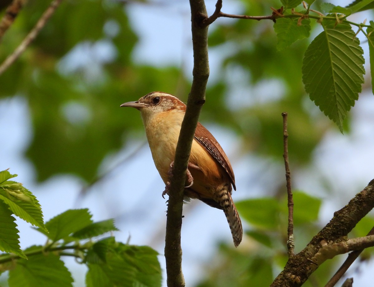 Carolina Wren - ML634134922
