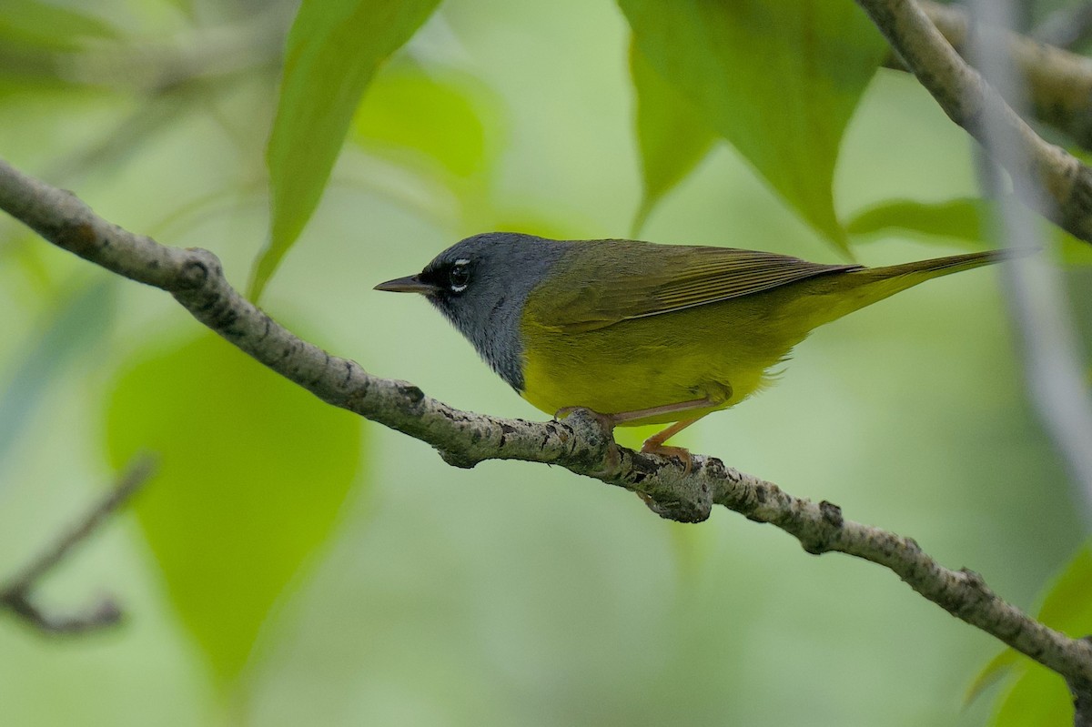 MacGillivray's Warbler - ML634135087