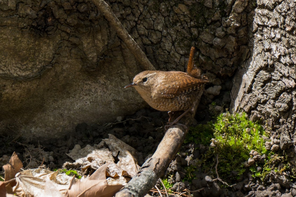Winter Wren - ML634135279