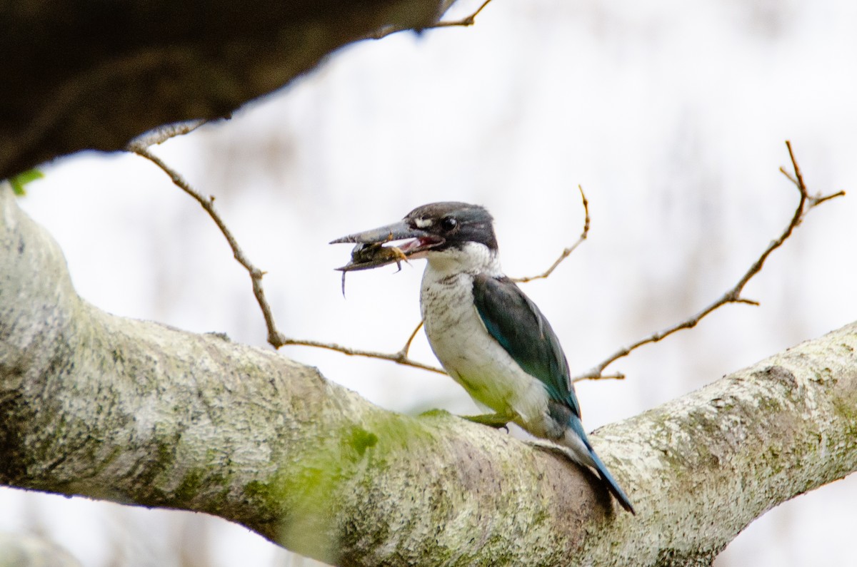 Torresian Kingfisher - ML634135324