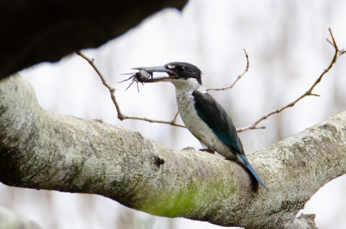 Torresian Kingfisher - ML634135325