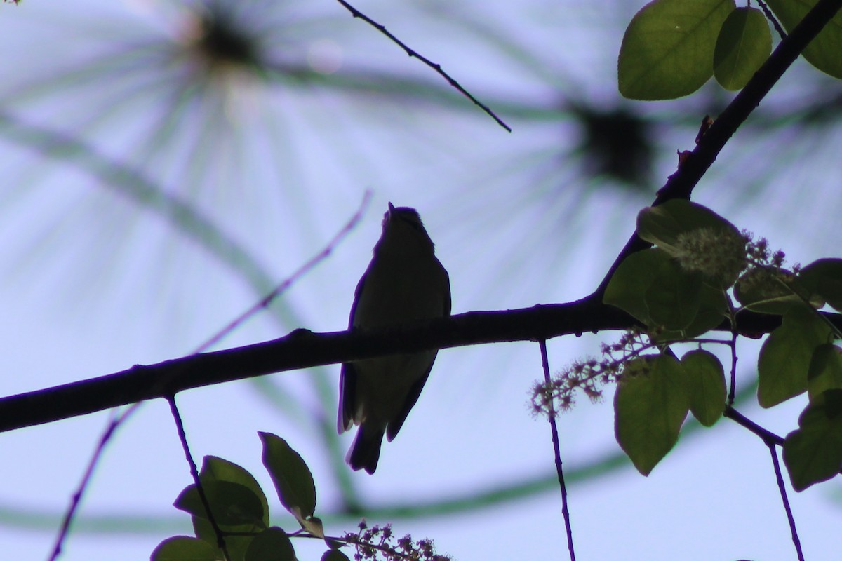 アカメモズモドキ - ML634135379