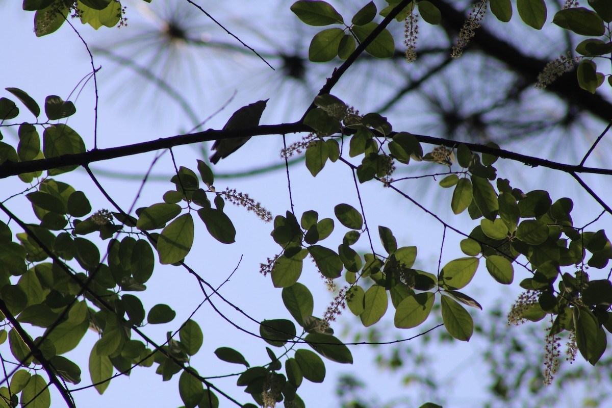 アカメモズモドキ - ML634135401