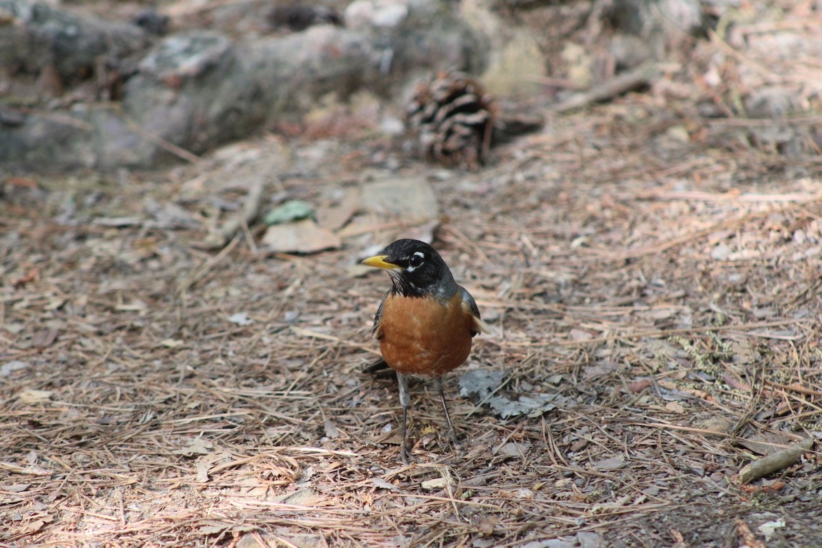 コマツグミ - ML634135453