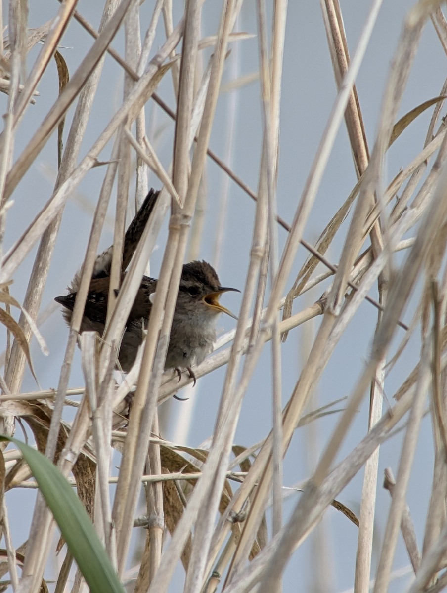 Marsh Wren - ML634135458