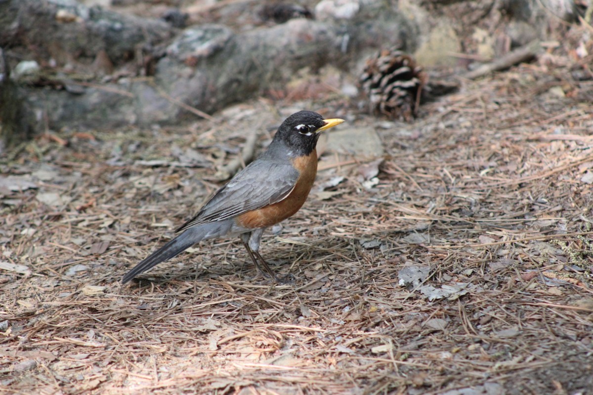 コマツグミ - ML634135464