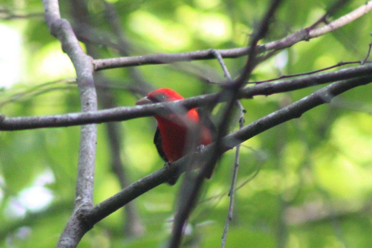 アカフウキンチョウ - ML634135541