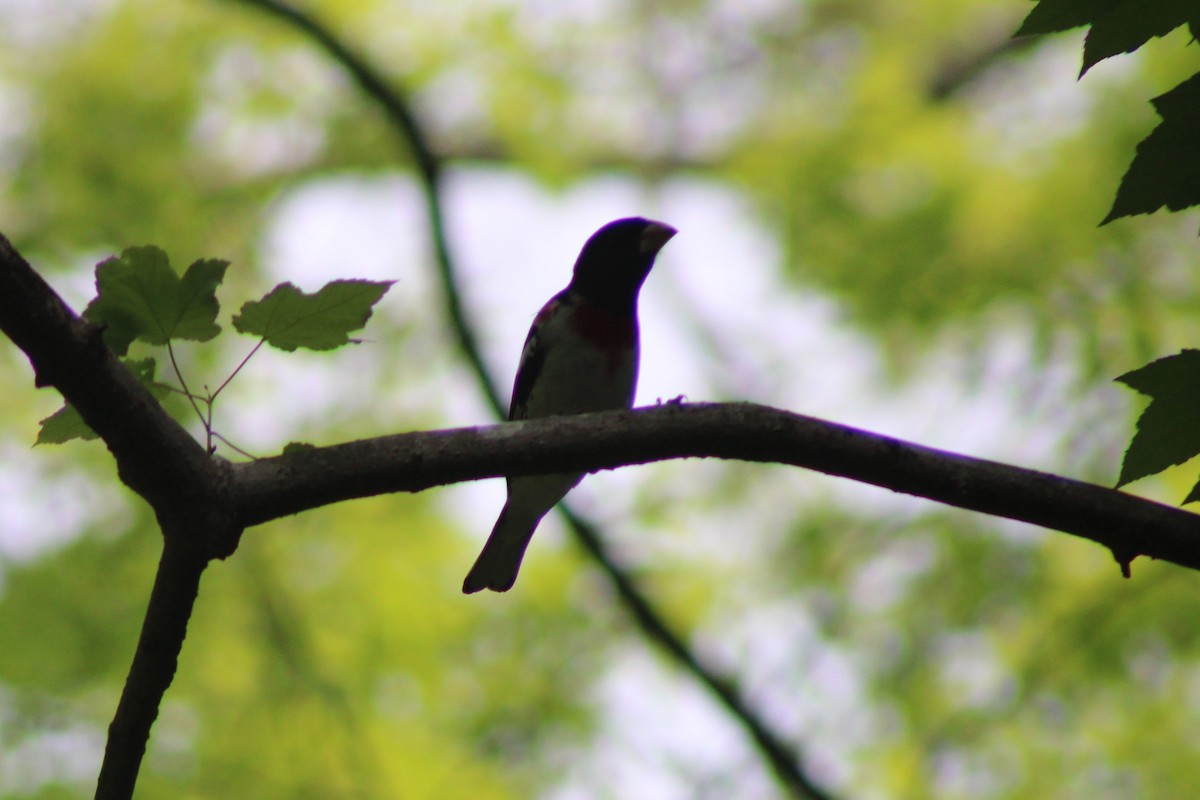 ムネアカイカル - ML634135632