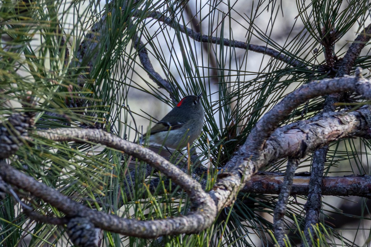 Ruby-crowned Kinglet - ML634135704