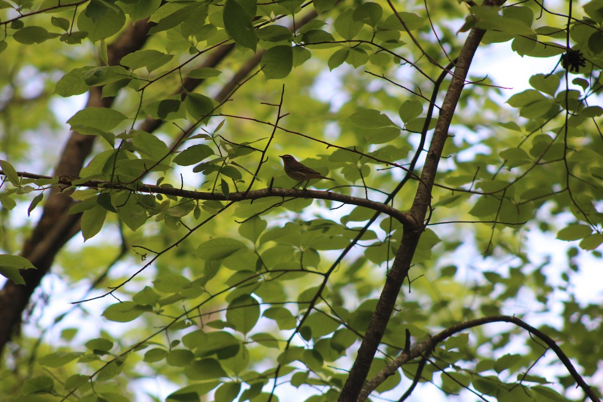 ヤシアメリカムシクイ - ML634135738