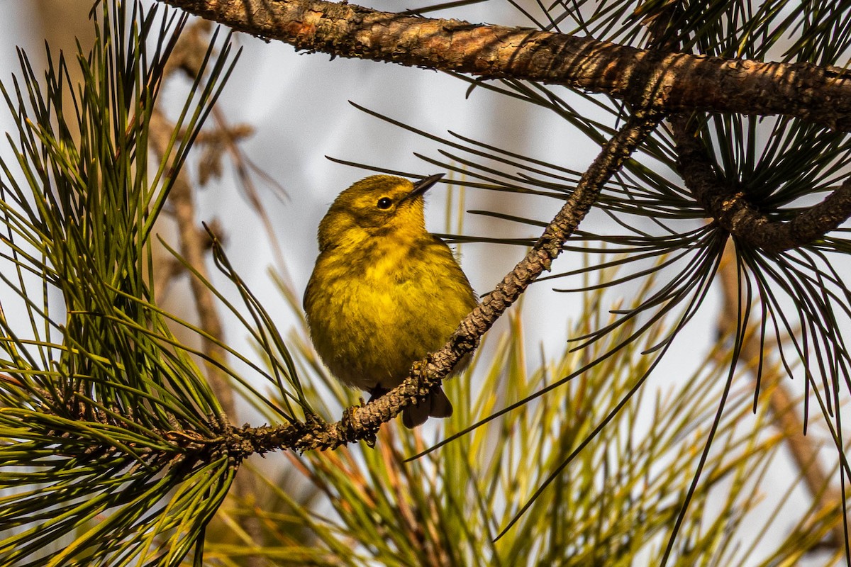 Pine Warbler - ML634135742