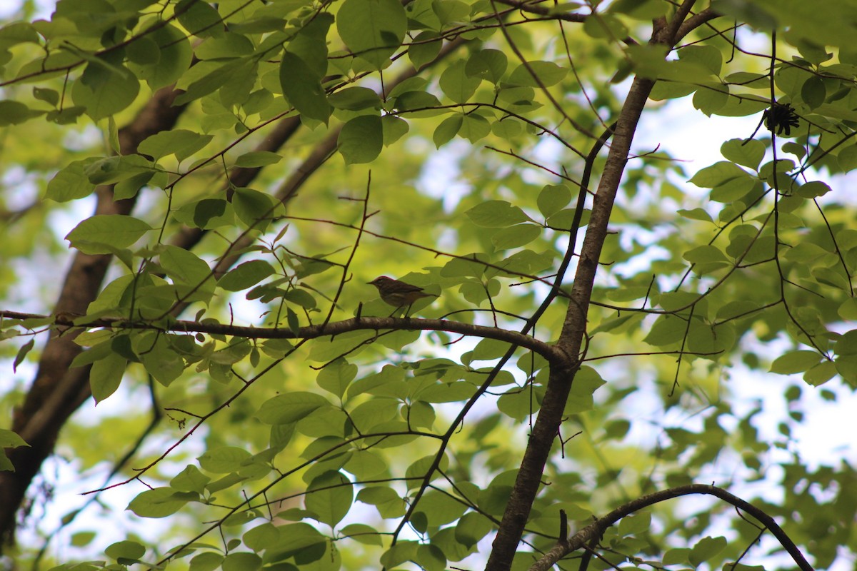 ヤシアメリカムシクイ - ML634135744