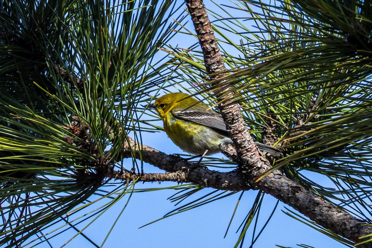 Pine Warbler - ML634135748