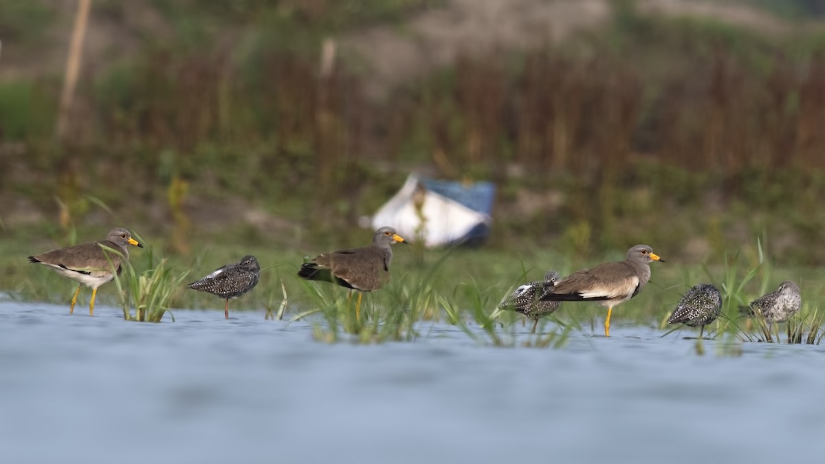 Gray-headed Lapwing - ML634135776